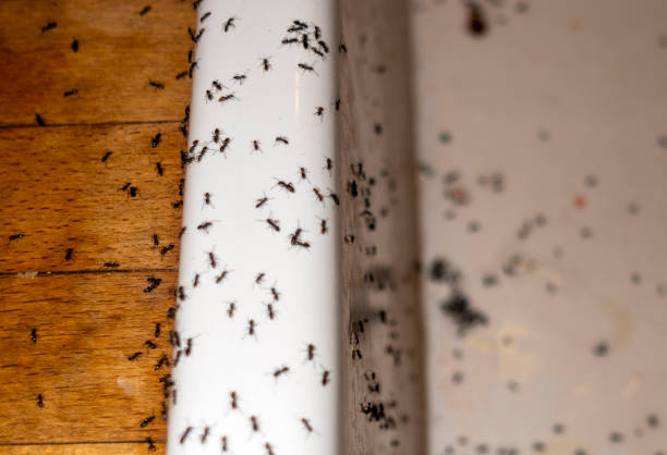 Best Pest Removal Services  in Albion, IN
