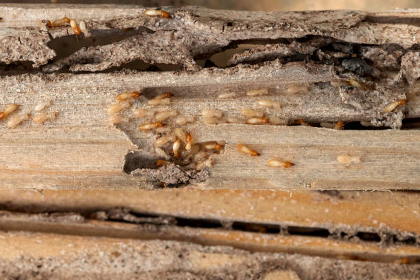 Best Best Pest Control Companies  in Albion, IN